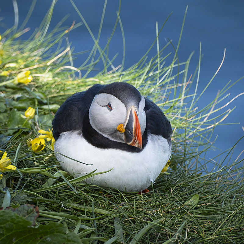 puffin crop Isle of Mull photo workshop